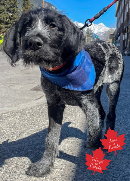 Pet Bandana Royal Blue Buffalo Check